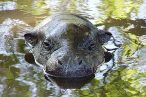 ZOO-BA-hrošík-libérijský-vo-vode-1024x683